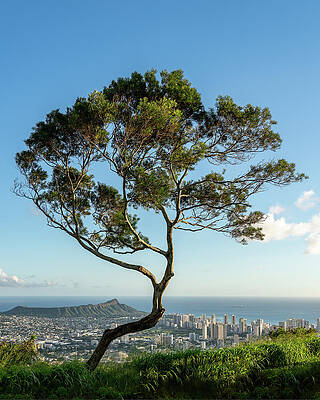 Hawaii Wall Art featuring the photograph Panorama Of Waikiki And Honolulu With Large Tree by Steven Heap