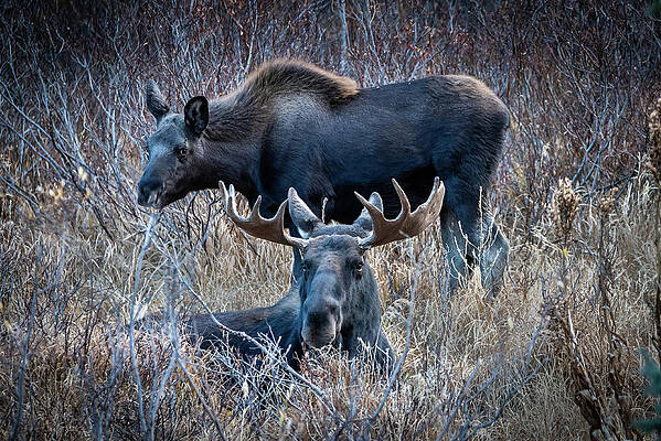 Photograph - Papa And The Kid by Matt Halvorson