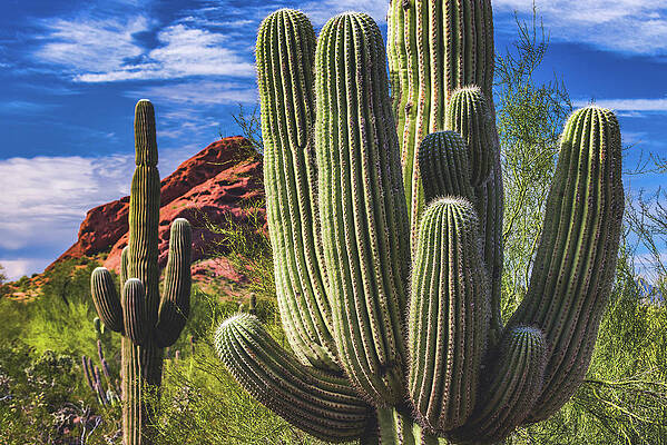 Beautiful Photograph - Papago Park Saguaro Cactus, Arizona by Abbie Warnock