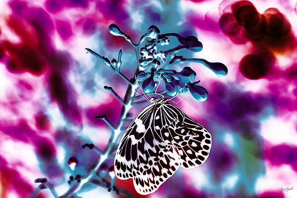 Butterfly Photograph - Paperwhite Butterfly by Bruce Block