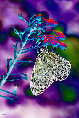 Butterfly Photograph - Paperwhite Butterfly On A Flower by Bruce Block