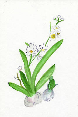 Flower Painting - Paperwhite, Hope Too, December Birth Flower by Elizabeth Reich