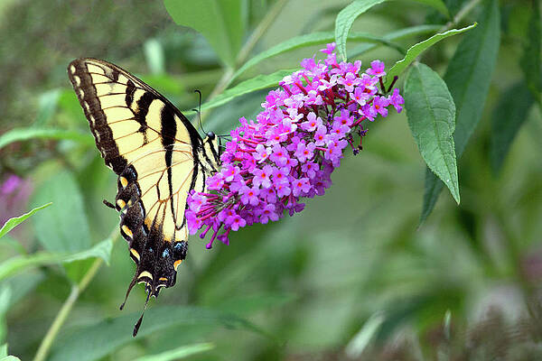 Spring Photograph - Papilio Glaucus by Gina Fitzhugh