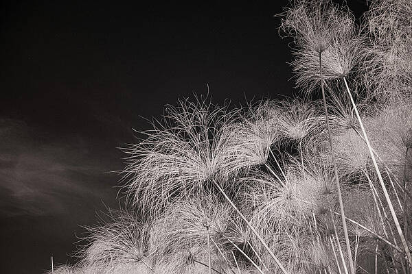 Wildlife Photograph - Papyrus Feathers by Maryanne Keeling