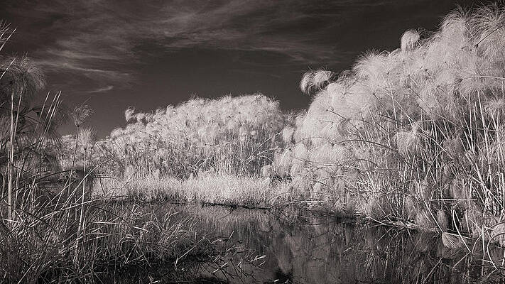 Wildlife Photograph - Papyrus Passage by Maryanne Keeling
