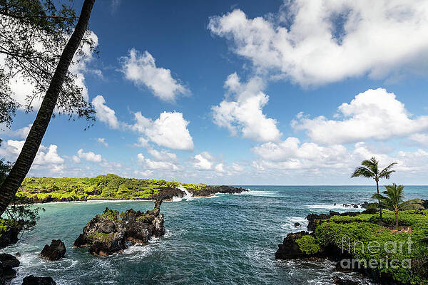 Tree Wall Art featuring the photograph Paradise Found by Craig A Walker