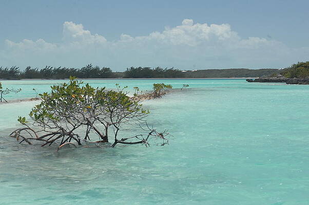 Tree Photograph - Caribbean Paradise In Turquoise Waters, Exuma Bahamas by Bonnie Colgan