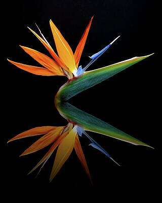 Background Photograph - Paradise Reflection by Gina Fitzhugh