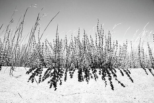 Wall Art featuring the photograph Parallels by Mia Badenhorst