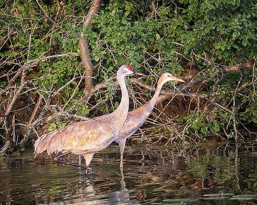 Wall Art featuring the photograph Parent And Juvenile Sandhill Cranes, Lake Wingra, Madison, WI by Steven Ralser