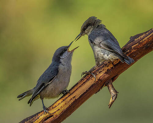 Oregon Photograph - Parental Guidance Advised by Tim Lyden