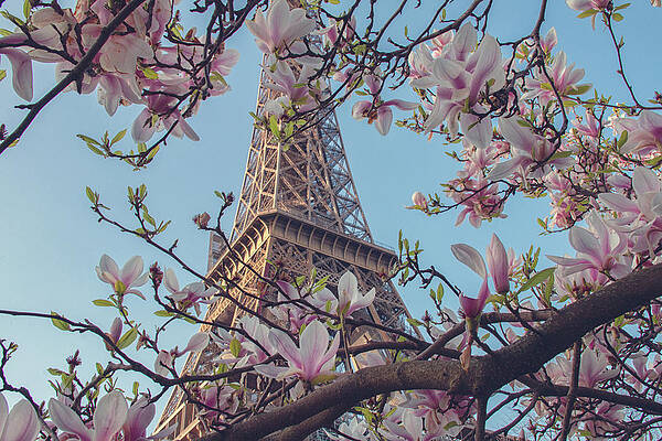 Wall Art featuring the photograph Paris In The Spring 1 by Lisa Chorny