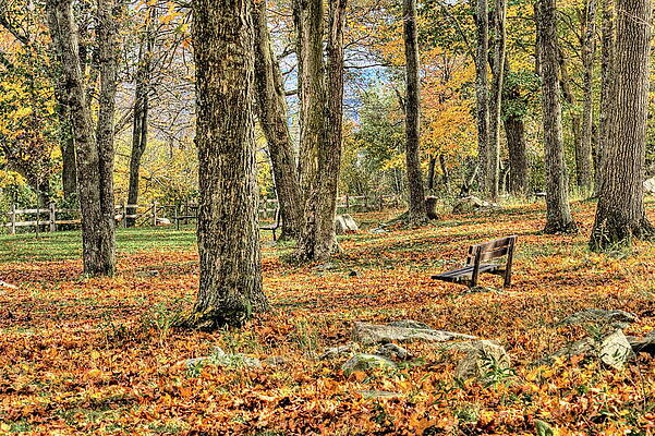 Wall Art featuring the photograph Park Bench Among Fallen Autumn Leaves by Dale Kauzlaric