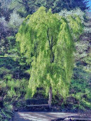 Serene Photograph - Park Bench In Arboretum by Bruce Block