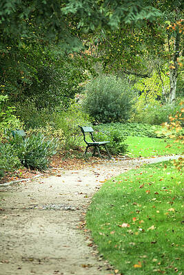 Wall Art featuring the photograph Park Bench by Lisa Chorny