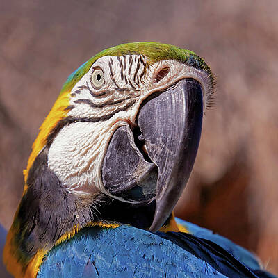 Vibrant Wall Art featuring the photograph Parrot Portrait by Tatiana Travelways