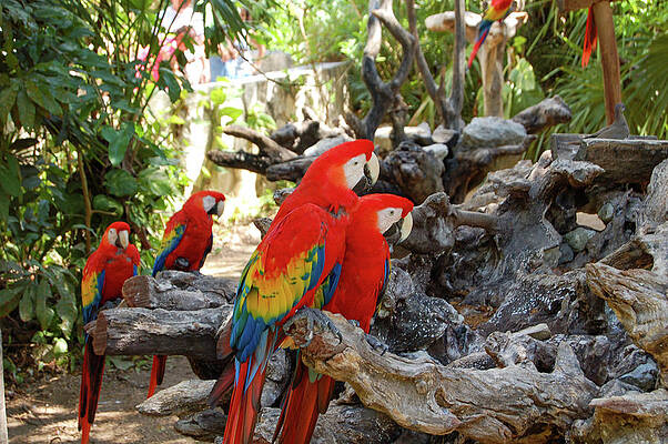 Mexico Photograph - Parrots At Xcaret by William Scott Koenig