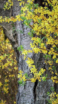 Beautiful Photograph - Party In Yellow by D Lee