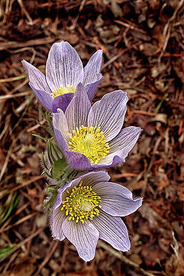Wildflower Photograph - Pasque Flowers by Bob Falcone