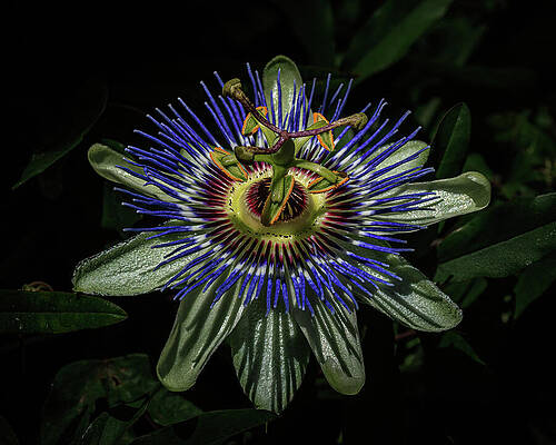 Flower Photograph - Passionate Petals Too by Tim Lyden