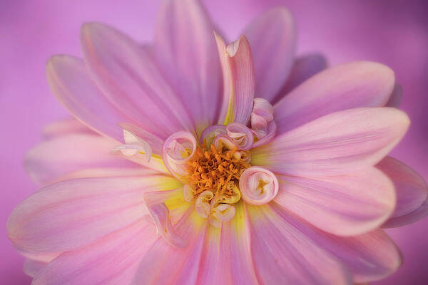Wall Art featuring the photograph Pastel Pink by Mary Jo Allen