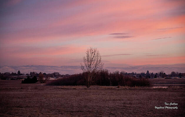 Wall Art featuring the photograph Pastel Sunrise In Ellensburg by Tom Cochran