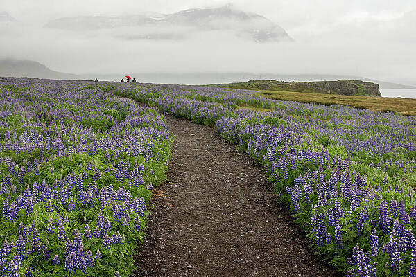 Path Through Lupine Field Wall Art