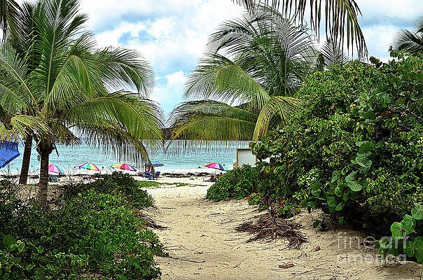 Tree Wall Art featuring the photograph Path To Paradise by La Dolce Vita