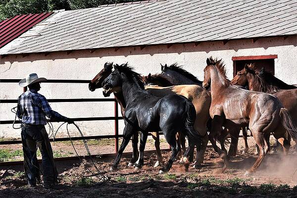 Cowboy Wall Art featuring the photograph Patience by Alden White Ballard