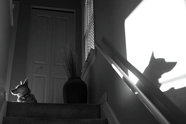 White Photograph - Patience by Richard Reeve