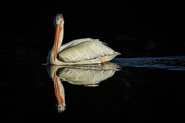 Nature Photograph - Pause To Reflect by Tim Lyden