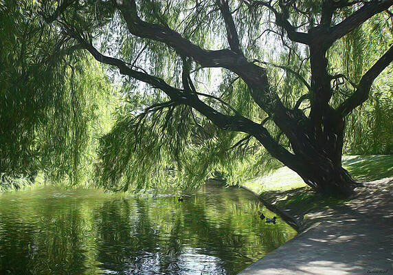 Serene Willow Reflections Photograph