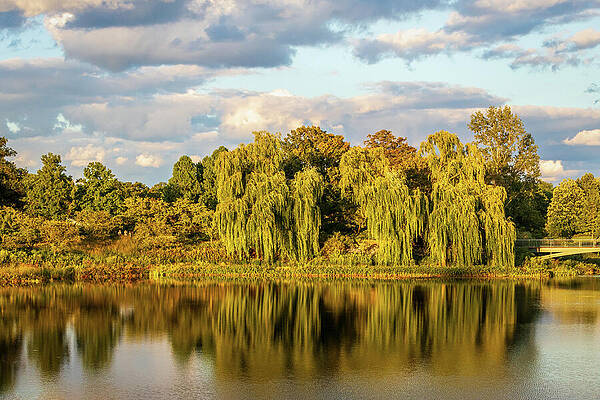 Peaceful Lake with Willow Trees by Elvira Peretsman