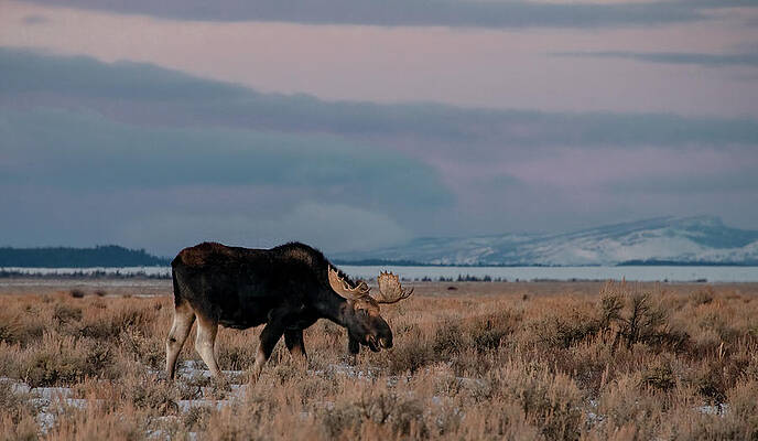 Serene Photograph - Peaceful Moose, Grand Tetons by Marcy Wielfaert