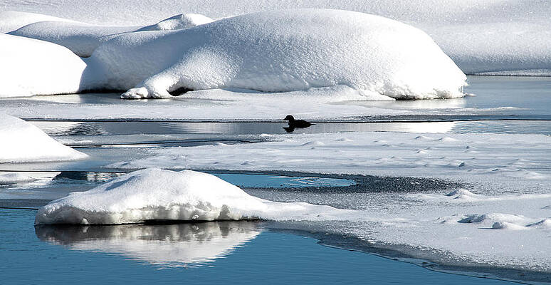 Serene Photograph - Peaceful Solitude On The Winter Creek by Marcy Wielfaert