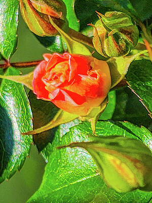 Sunrise Wall Art featuring the photograph Peach Rose by Oceanic SkyView