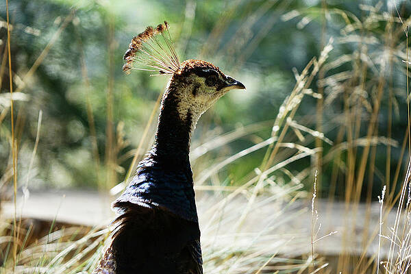 Wall Art featuring the photograph Peacock In The Brush by Richard Reeve