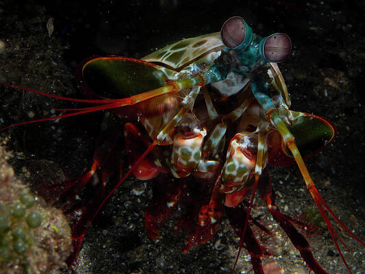 Underwater Wall Art featuring the photograph Peacock Mantis Shrimp by Brian Weber