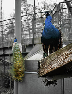 Wall Art featuring the photograph Peacocks Of Geneva by Steven Nelson