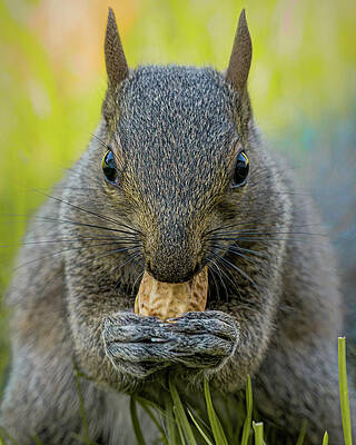 Beautiful Wall Art featuring the photograph Peanut by James Overesch