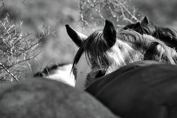 Nature Photograph - Peek A Boo by American Landscapes