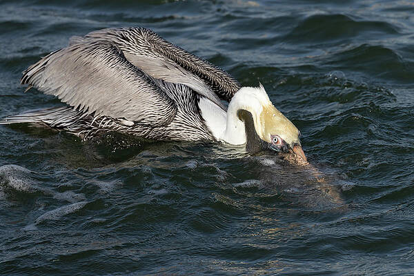 Florida Photograph - Peekaboo Pelican by RD Allen