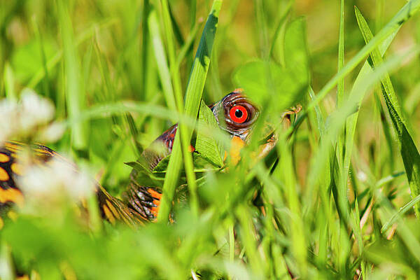 Virginia Photograph - Peeking Box Turtle by David Fountain