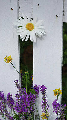 Daisy Photograph - Peeking Daisy by D Lee