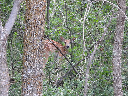 Wildlife Wall Art featuring the photograph Peeking Fawn by Amanda R Wright