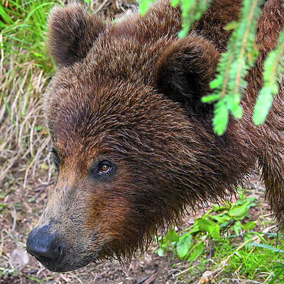 Wall Art featuring the photograph Peeking Out by Harry Banks