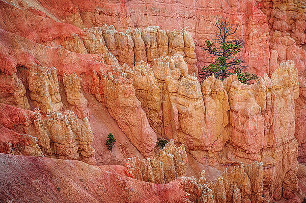 Scenic Photograph - Peeking Pine, Bryce Canyon, Utah by Abbie Warnock