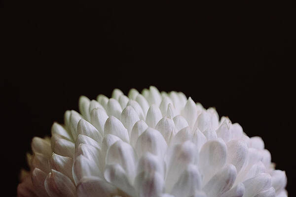 Flower Photograph - Peeping Flower by Nova Rae