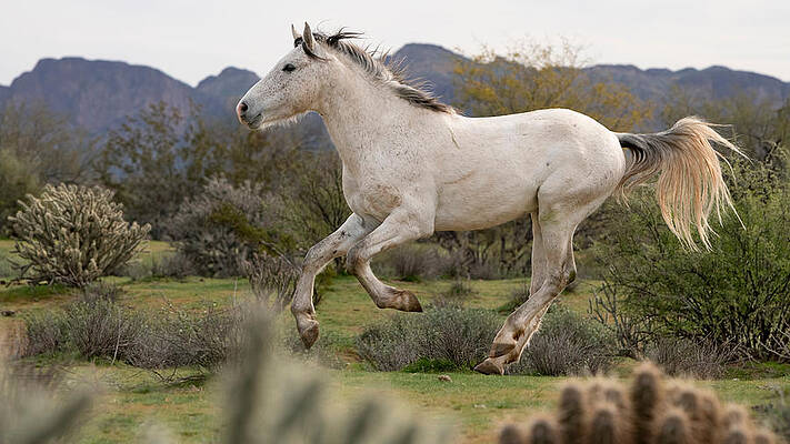 Arizona Photograph - Pegasus. by Paul Martin