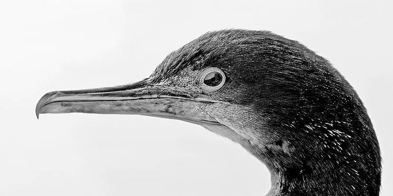 Wildlife Wall Art featuring the photograph Pelagic Cormorant by KJ Swan
